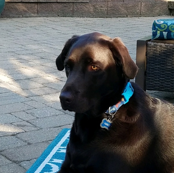 Meet your Posher, Pamela - Picture 1 of 1